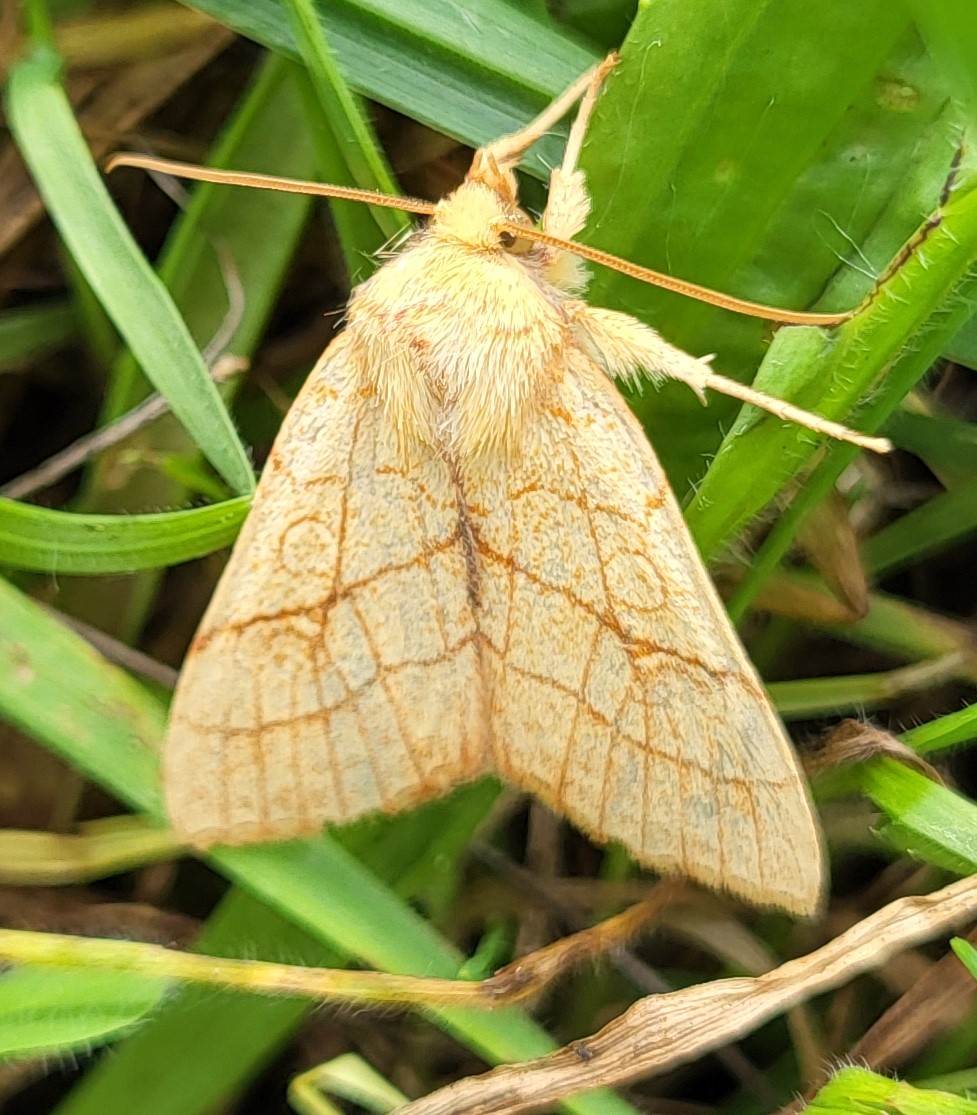 Photo of Orange Sallow (Tiliacea citrago)